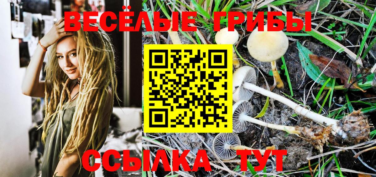 Галлюциногенные грибы Psilocybine cubensis Энгельс